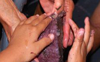 Laulima Kakou, Many Hands Working Together | read article